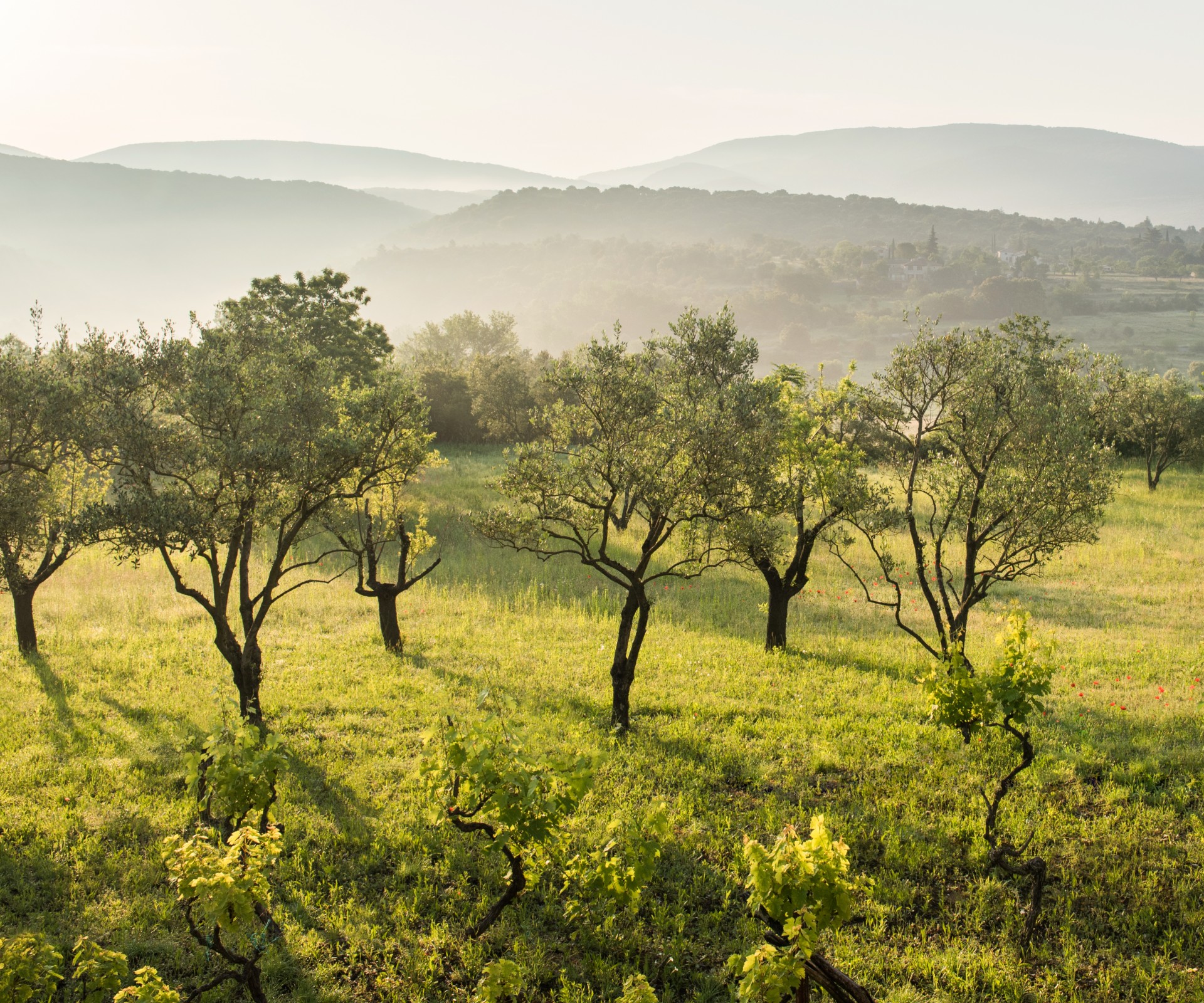 Olivenhaine auf grüner Wiese vor dunstiger Hügellandschaft im Hintergrund
