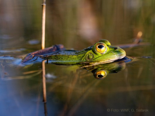 Grüner Frosch in einem Gewässer