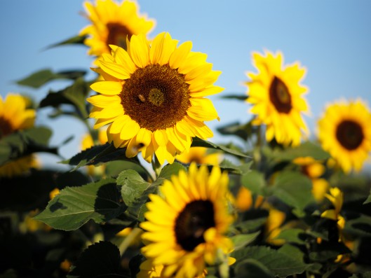 Gelbe Sonnenblumen mit blauem Himmel im Hintergrund