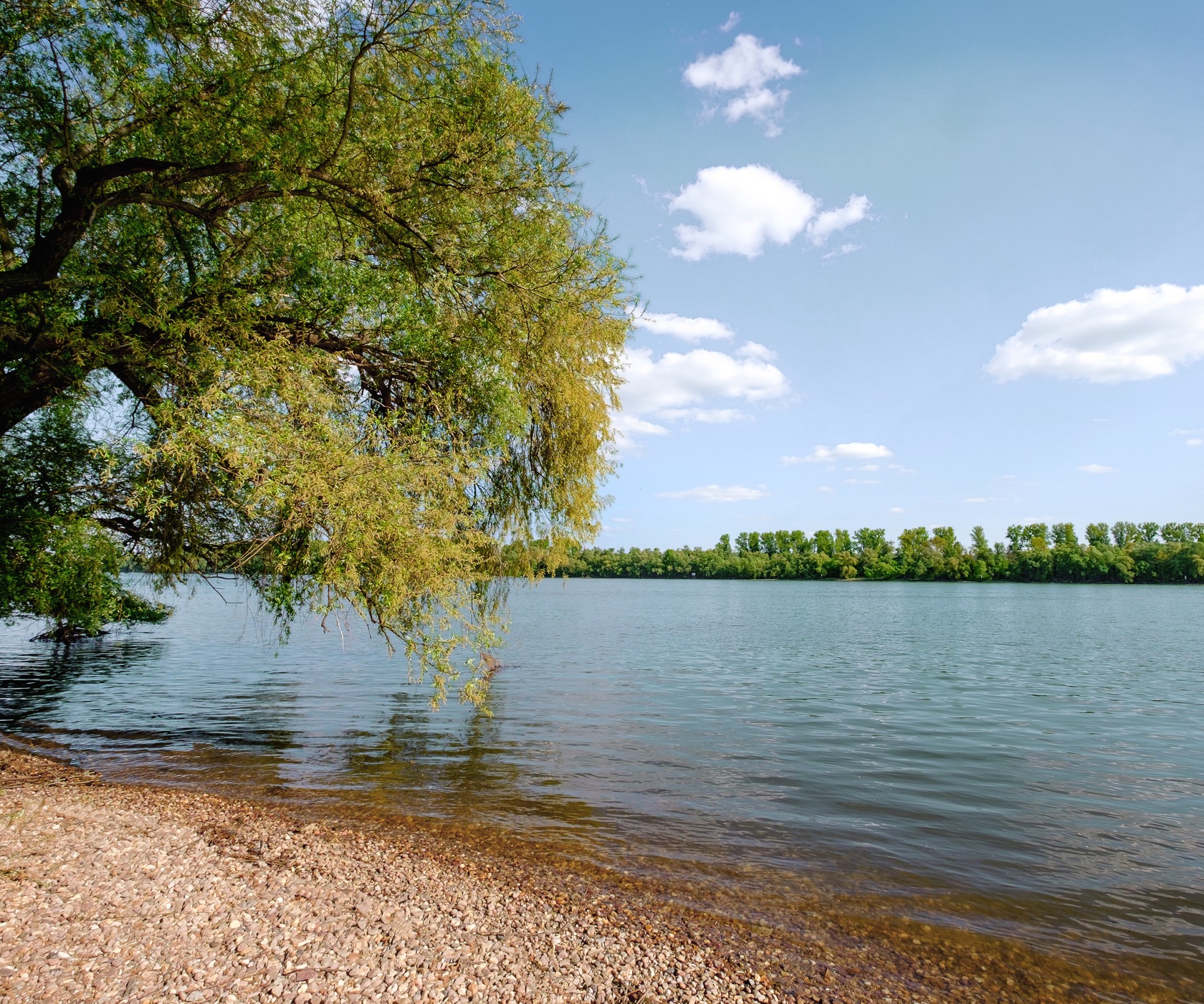 Tree at the shore of a lake with view to the other side of the shore	